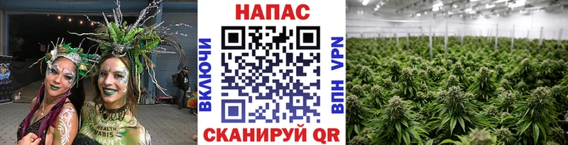 Конопля Bruce Banner Тавда